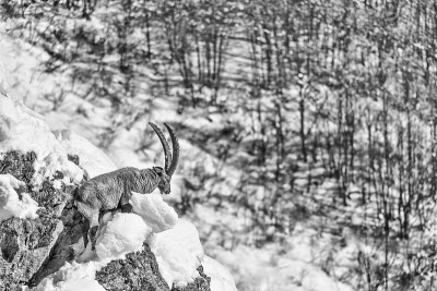 岩石上的阿尔卑斯山之王(Capra ibex)