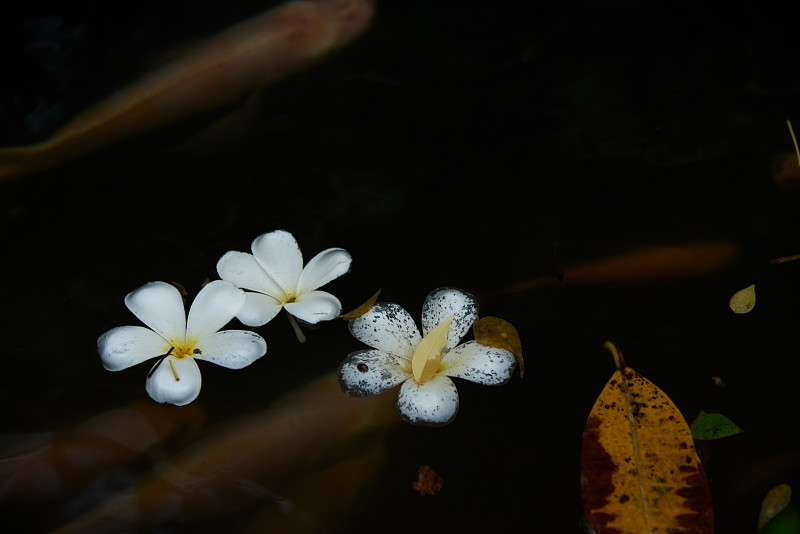 白鸡蛋花漂浮在池塘里