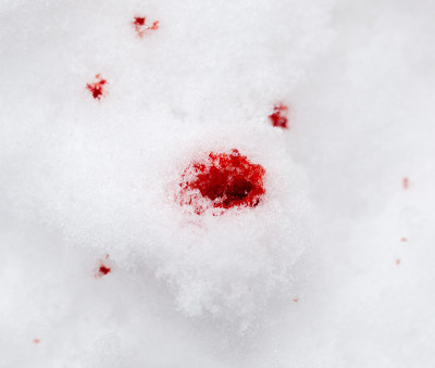 雪上有红色的血