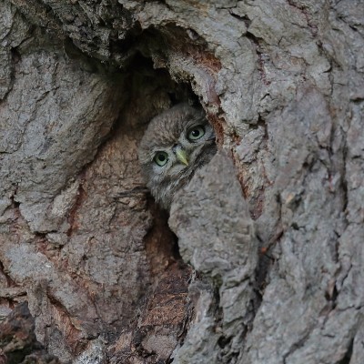 小猫头鹰