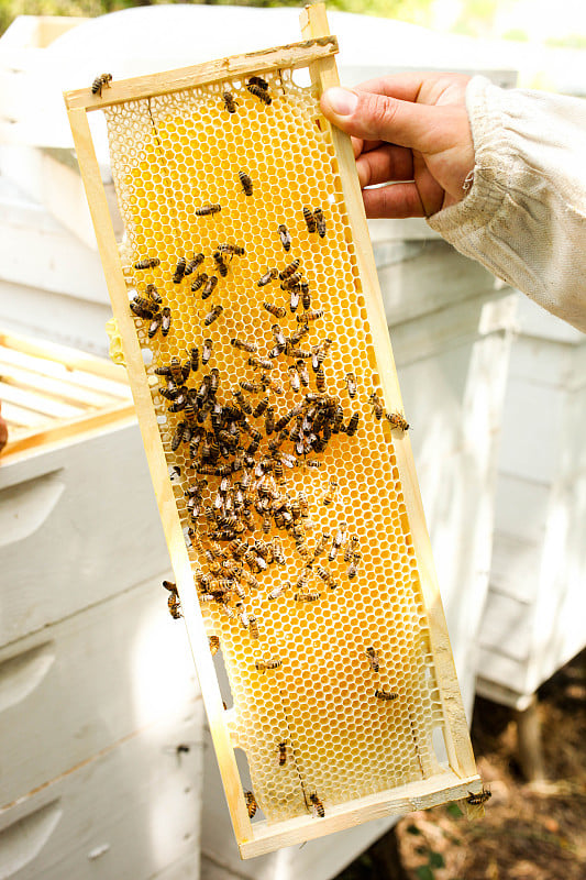 golden honeycombs with bees