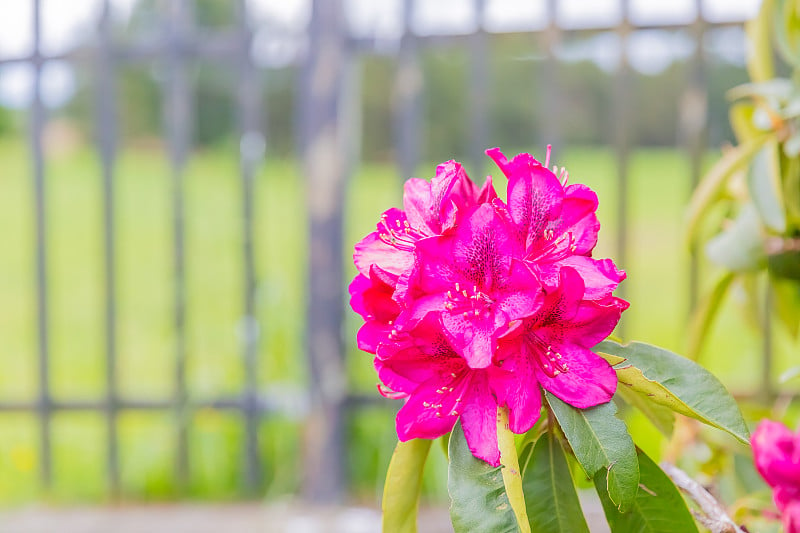 杜鹃花，花园里的红花