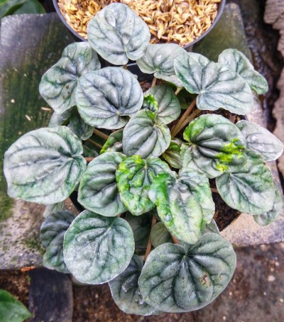 深绿色胡椒花植物