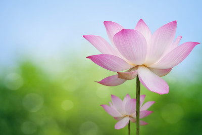 粉红色的莲花