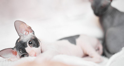 Sphynx小猫是在一个灯光背景，复制空间播放