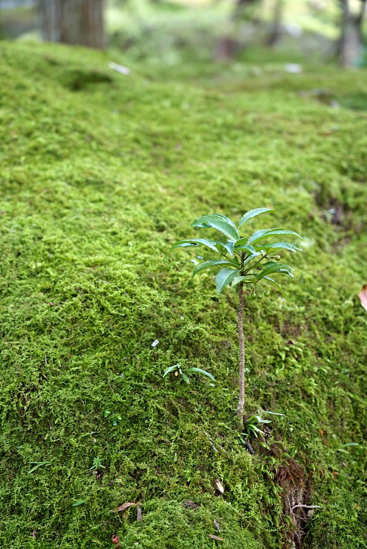 苔藓地里的珊瑚莓、香料莓或朱砂金