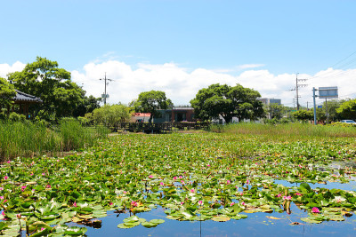 钉子，池塘，莲花，睡莲，