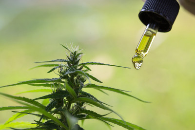 大麻油滴细节，药草，滴管，生物医药和生态cbd油从医学提取