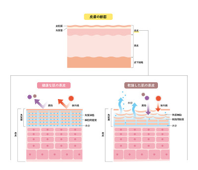 皮肤表皮、皮肤结构、皮肤图、美容