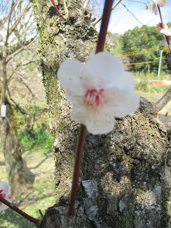 梅花的盛开预示着日本春天的到来