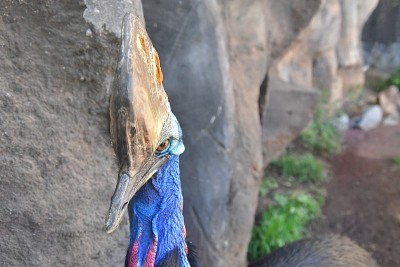 食火鸡