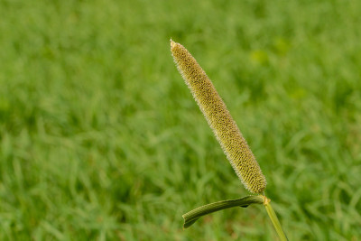 小米