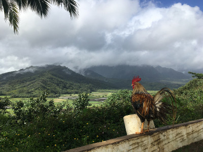 雨中俯瞰哈纳雷山谷的山顶公鸡，夏威夷考艾岛。