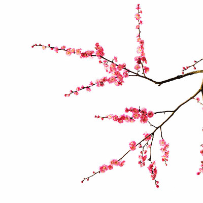 梅花