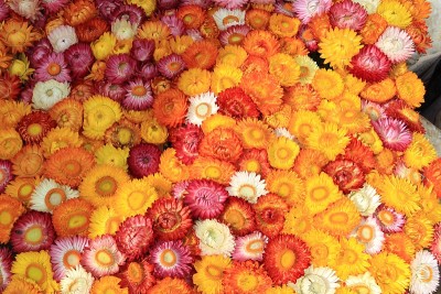 丰富多彩的Strawflowers