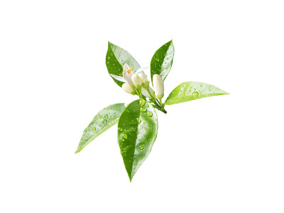 橙花白色的枝头与白色雨滴隔离