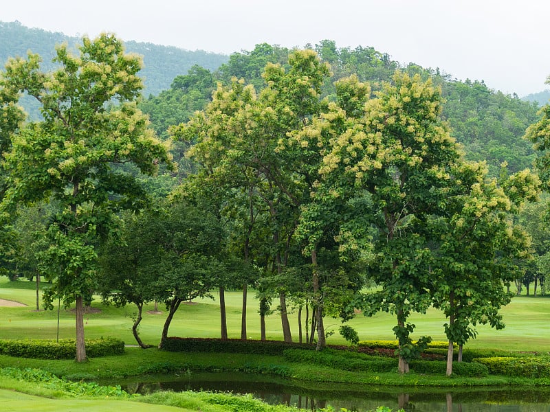 柚木树