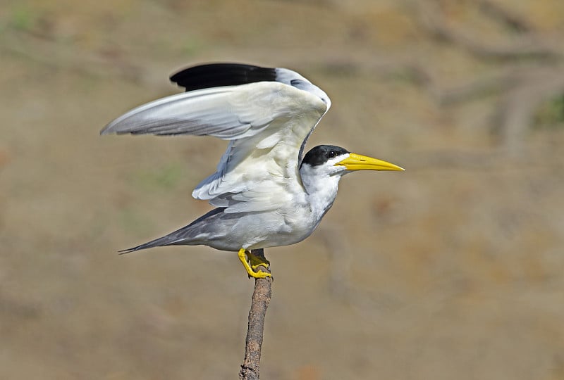 Large-billed Tern