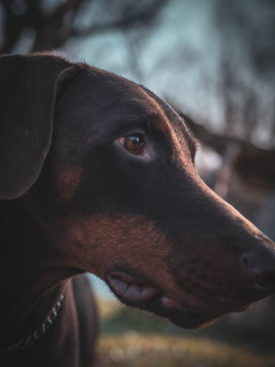 杜宾犬