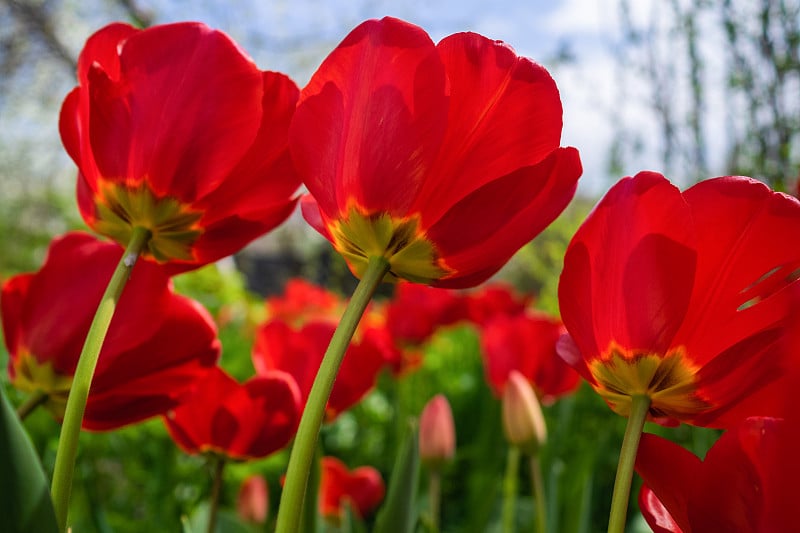 Red open tulips in the front garden among the gree