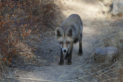 Vulpes Vulpes好奇