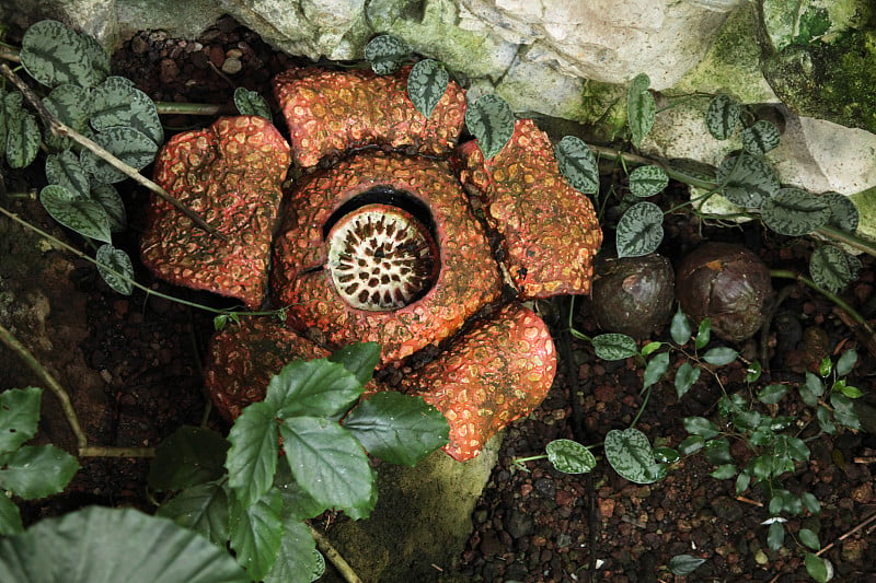 Rafflesia。