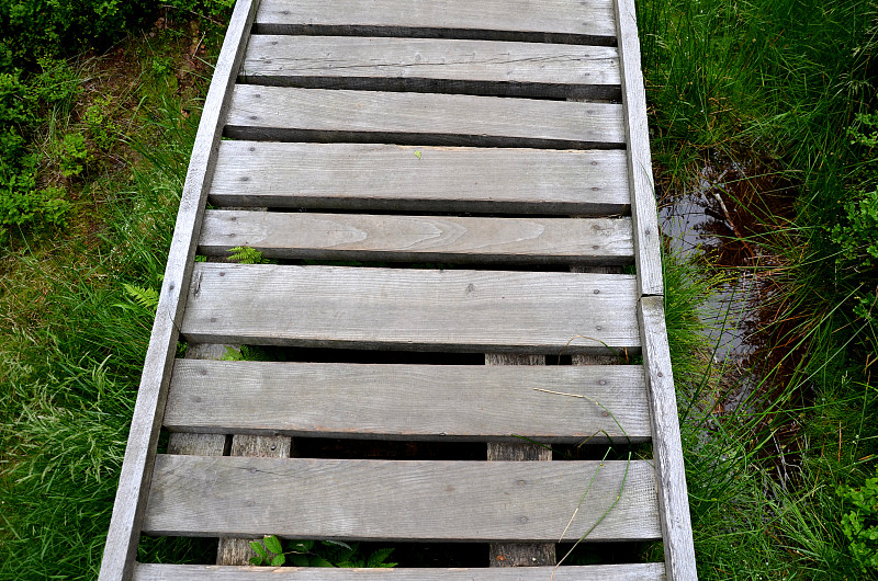 wooden walkway in a nature reserve in a spruce for