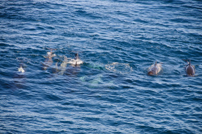Long-finned Pilot Whales
