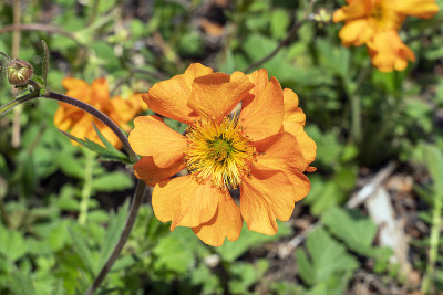 Geum’Fireball’