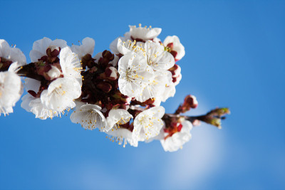 杏树花