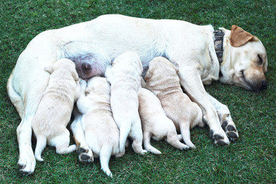 拉布拉多幼犬正在吮吸母犬的乳汁。