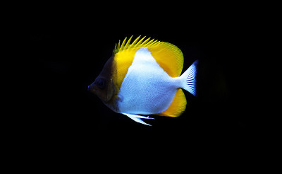 金字塔蝴蝶鱼(Hemitaurichthys polylepis)