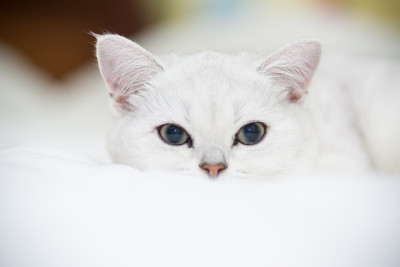 美丽的猫品种苏格兰直栗鼠睡觉