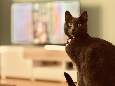 俄罗斯蓝猫的肖像