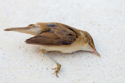 死去的小鸟