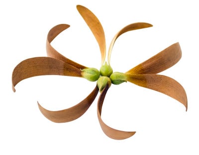 Dipterocarpus alatus孤立