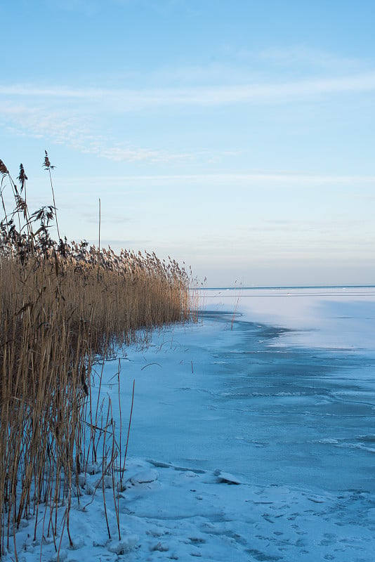 芬兰海湾冰雪覆盖的海滩上的树木