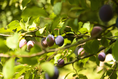 西洋李(Prunus domestica)