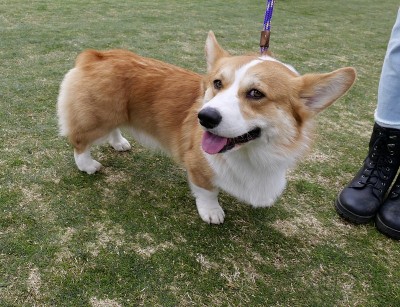 彭布罗克威尔士科基犬