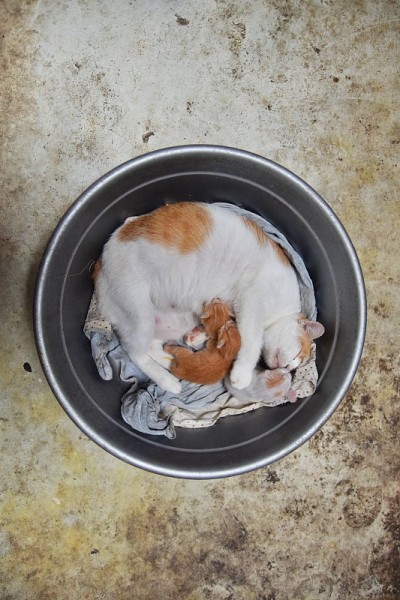 猫科动物