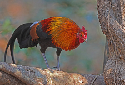 红Junglefowl