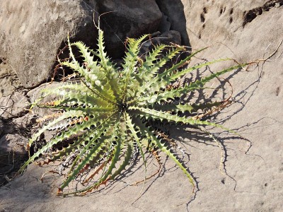巴西东北部的Macambira caatinga, Piaui。