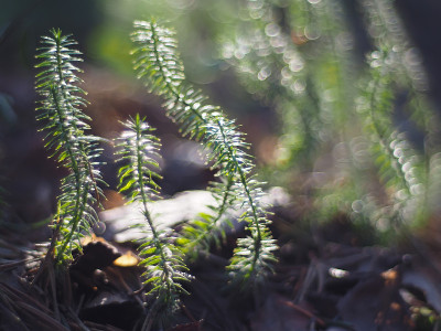 石松属植物苔藓