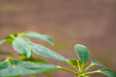 谢夫莱拉带着盾牌离开了。植株被寄生，封闭复制空间。