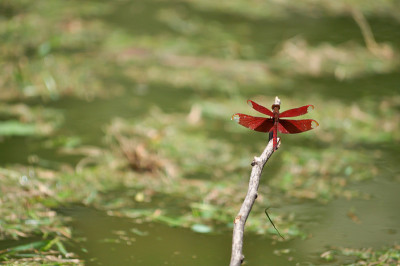 红色的蜻蜓