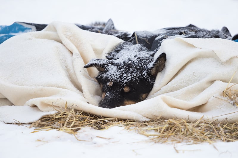 美丽的阿拉斯加哈士奇在挪威的一场长途雪橇狗比赛中休息。