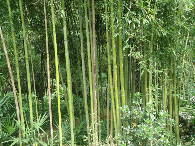 竹林扬州