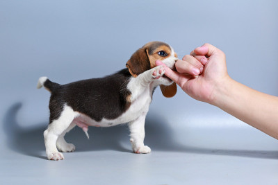 1个月纯种比格犬在灰色屏幕上