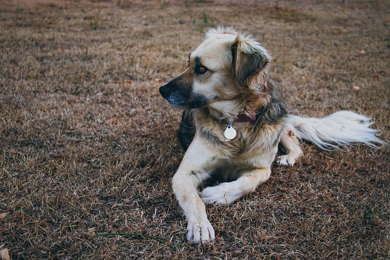 救援犬