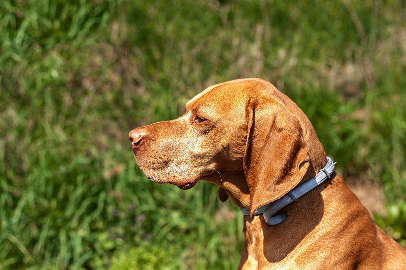 衣领与蜱虫。防御寄生虫。匈牙利指针维希拉猎犬。